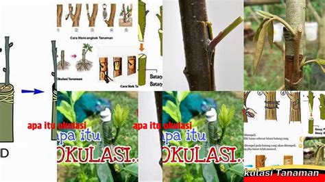 Teknik Grafting dan Okulasi Tanaman - raincitystudios.com
