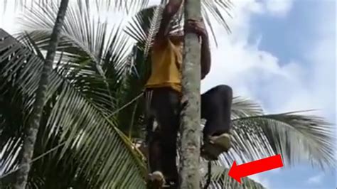 teknik memanjat pohon pinang, dengan alat seadanya... - balustradellc
