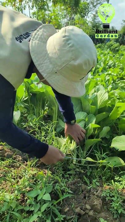TEKNIK MEMBENIHKAN SAYURAN - balustradellc