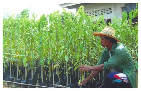 Teknik Menanam Pohon Gaharu - balustradellc