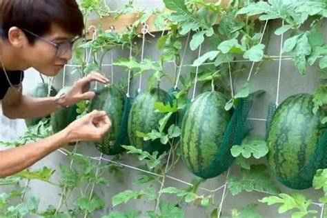 TEKNIK MENANAM SEMANGKA DAN … - balustradellc