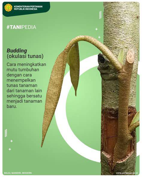 Teknik Okulasi: Budding pada Tanaman | PDF - Scribd - raincitystudios.com