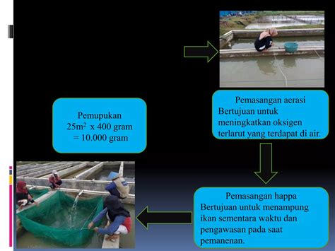 Teknik Pembenihan Ikan Mas di Sukabumi - balustradellc