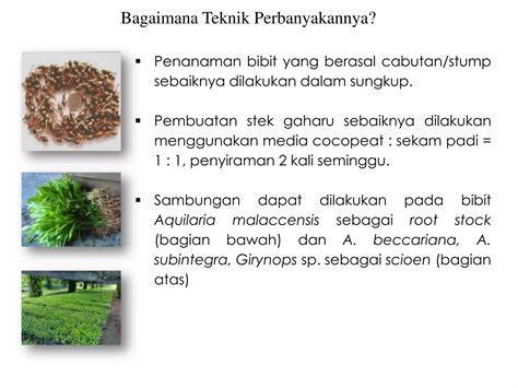 Teknik Pemindahan Bibit Stump dan Cabutan | PDF - raincitystudios.com