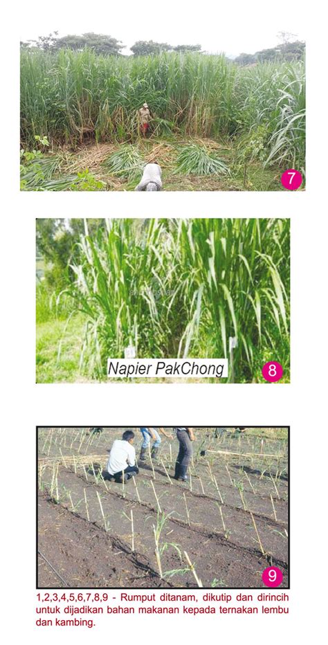 Teknik penanaman rumput Napier untuk peningkatan hasil optimum - balustradellc
