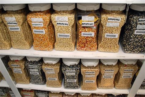 Teknik Penyimpanan Benih Optimal - balustradellc