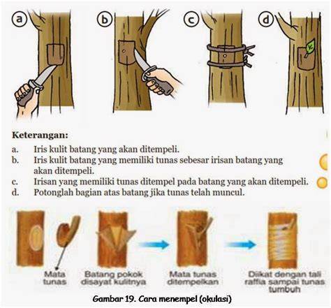Teknik Sambung dan Okulasi Tanaman - raincitystudios.com