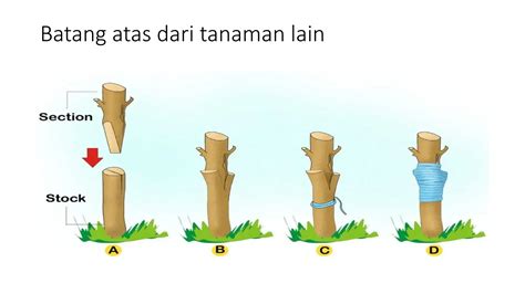 Teknik Sambung Penyusuan - raincitystudios.com