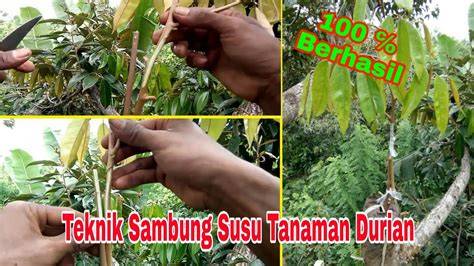 Teknik Sambung Susu pada Tanaman | PDF | Griya - raincitystudios.com
