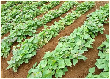 Teknis Budidaya Ubi Jalar / Ketela Rambat - balustradellc