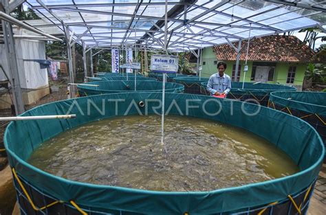Teknologi Bioflok Ikan Lele - Gund Biofloc - balustradellc