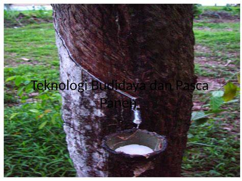 Teknologi Budidaya Karet - Pertanian - raincitystudios.com