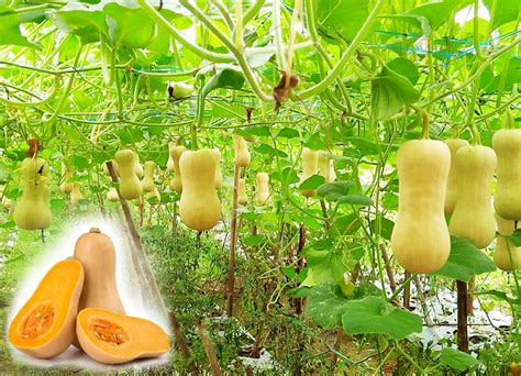 TEKNOLOGI BUDIDAYA LABU MADU DAN … - balustradellc