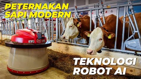 Teknologi Peternakan Sapi Modern - vet.aksi.co - balustradellc