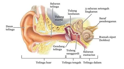 Telinga Manusia - muktibox.com