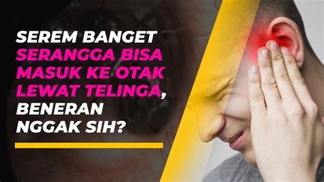 Telinga - Wikipedia bahasa Indonesia, ensiklopedia bebas - muktibox.com