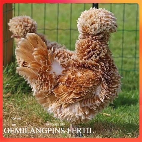 Telur Fertil Ayam Hias Poland Asli di Rinna-Farm - balustradellc