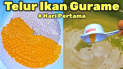Telur Ikan Gurame - balustradellc