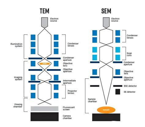TEM vs SEM - Electron Microscopes - Advancing Materials - wintechmobiles.com