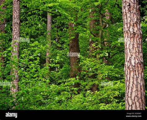 Temperate broadleaf and mixed forests - muktibox.com