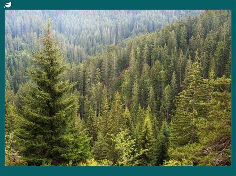 Temperate coniferous forest - raincitystudios.com