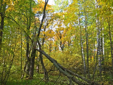 Temperate deciduous forest | ecology | Britannica - muktibox.com