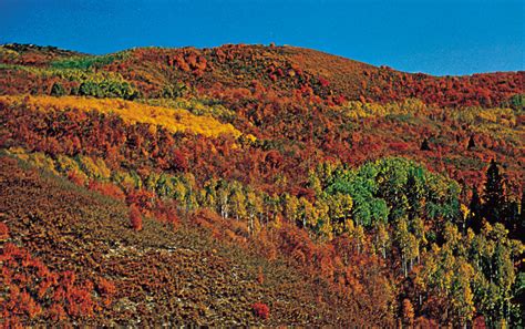 Temperate Deciduous Forest Biomes - VTAide - muktibox.com