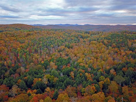 Temperate Deciduous Forest - an overview | ScienceDirect Topics - raincitystudios.com