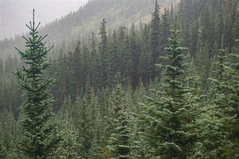 Temperate Evergreen Forest, Temperate Deciduous Forest, Boreal Forest - muktibox.com