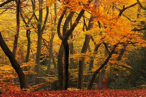 Temperate Forests | ForestGEO - raincitystudios.com