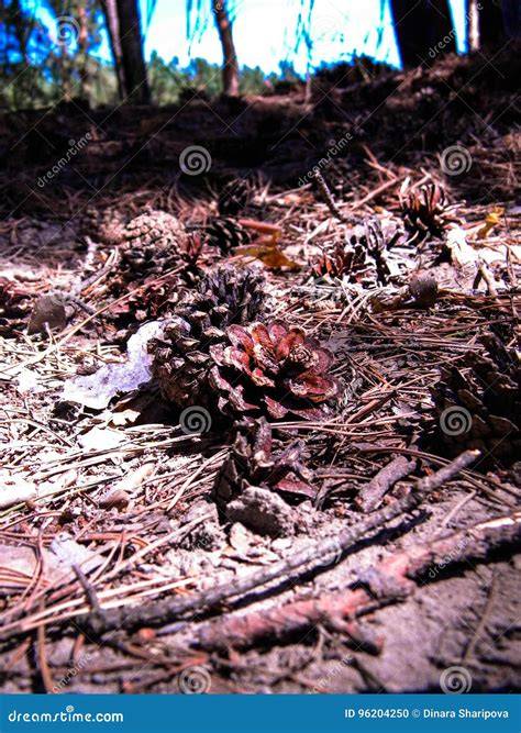 Temperate forests and soils [Chapter 6] - US Forest Service - raincitystudios.com