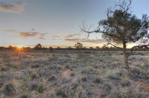 Temperate grasslands, savannas, and shrublands - raincitystudios.com