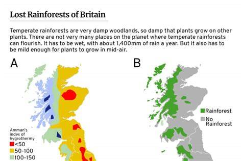 Temperate Rainforest in the UK - Woodland Trust - raincitystudios.com