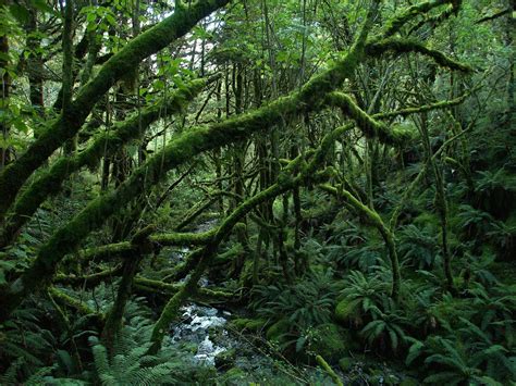 Temperate rainforest - muktibox.com