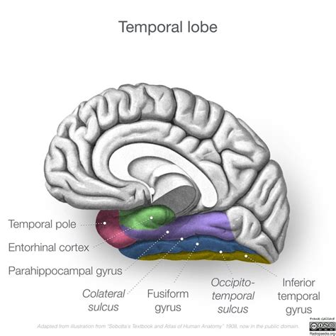 Temporal Lobe - Simply Psychology - coolestguyplanet.net
