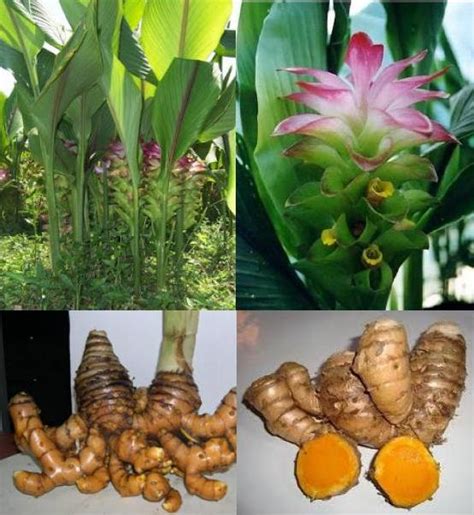 Temu Lawak Untuk Apa - balustradellc