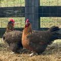 Ten Rare Poultry Breeds for Your Backyard Flock - balustradellc