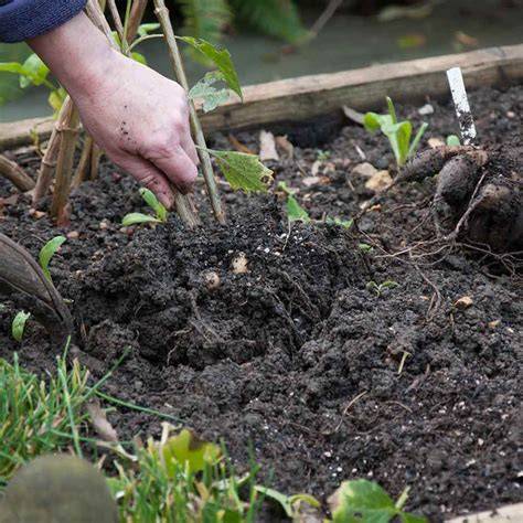 Tender perennials: cuttings | RHS Advice - raincitystudios.com