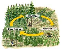 Tending Operations in Silviculture - Centurion University - raincitystudios.com