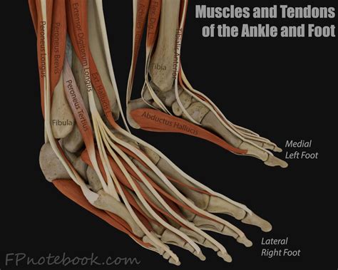 Tendon - wintechmobiles.com