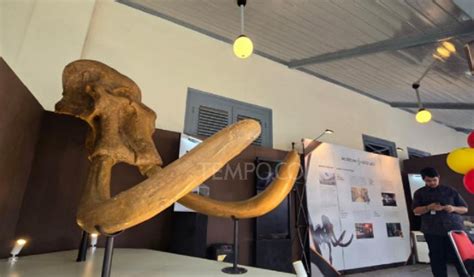 Tengkorak Gajah - balustradellc