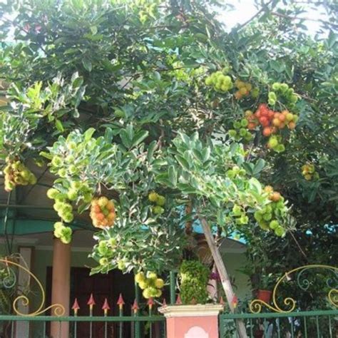 Tentang Bibit - balustradellc