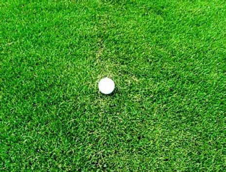Tentang Rumput Golf / Rumput Bermuda - balustradellc