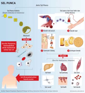Terapi Sel Punca: Harapan Baru dalam Dunia Pengobatan Modern - muktibox.com