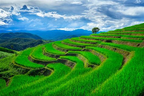 Terasering Lahan Miring - Fungsi dan Cara Pembuatan … - raincitystudios.com
