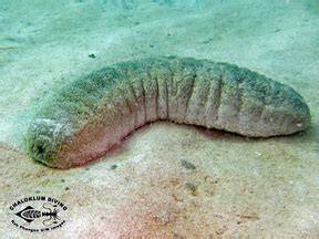 Teripang Pasir (Holothuria scabra) - raincitystudios.com