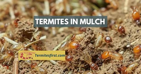 Termites: The Ultimate Entomology Guide