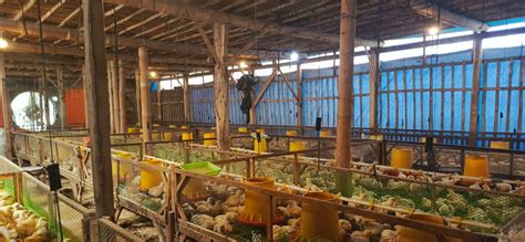 Ternak Ayam Broiler Ramah Lingkungan - vet.aksi.co - raincitystudios.com