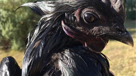 Ternak Ayam Cemani Asli | 0813-1412-4444 | Kota Bekasi - balustradellc