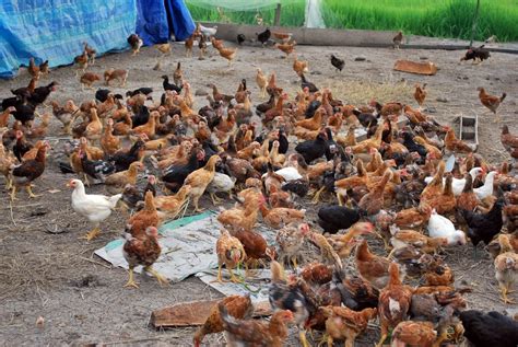 ternak ayam - coolestguyplanet.net